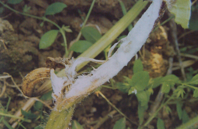 西瓜病害(七)西瓜白絹病引起莖蔓瓜果腐爛怎么預(yù)防