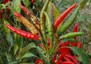 辣椒炭疽病防治方法