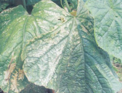 棚內氣體危害 棚內氣體危害