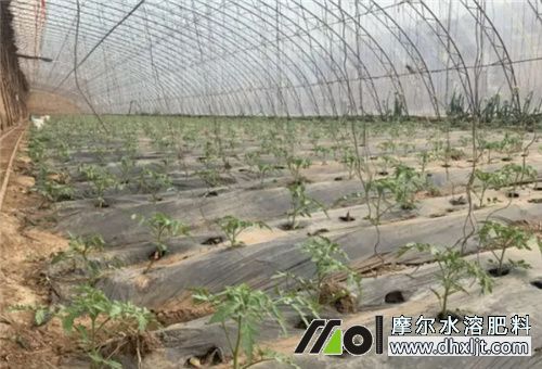 ���ѷʺ��֏ͷ���