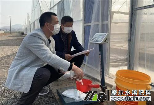 草莓磷元素補充 草莓磷元素補充