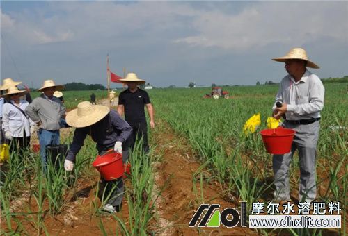 甘蔗追肥方式 甘蔗追肥方式