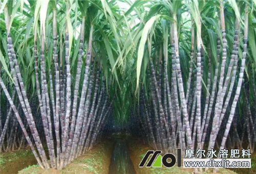 甘蔗缺素表現 甘蔗缺素表現