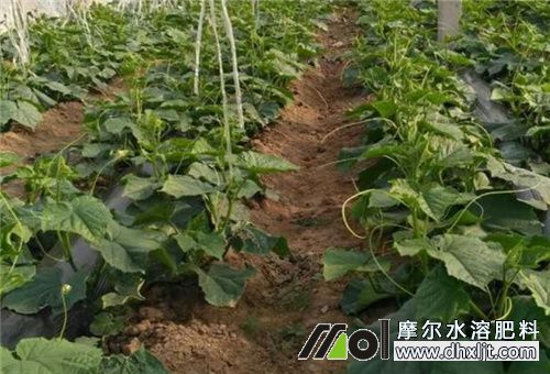 黃瓜結瓜期沖肥 黃瓜結瓜期沖肥