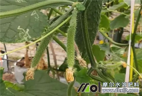 黃瓜秧細沖什么肥 黃瓜秧細沖什么肥