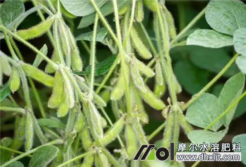 大豆花莢期施肥 大豆花莢期施肥
