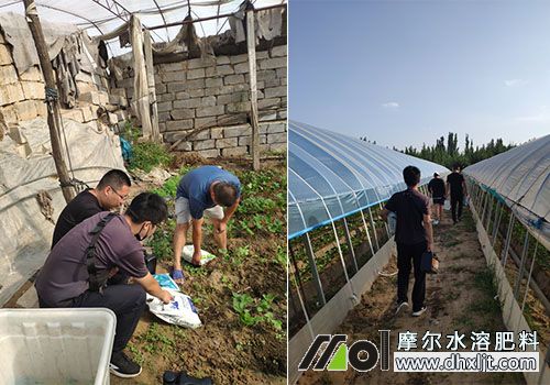 摩爾銷售專員指導用肥 摩爾銷售專員指導用肥