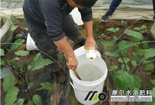 沖施肥稀釋兌水 沖施肥稀釋兌水