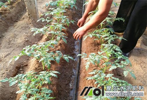 沖施效果好的肥料 沖施效果好的肥料