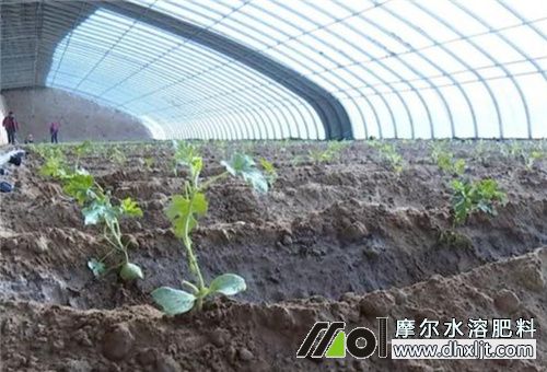 沖施效果好的肥料 沖施效果好的肥料