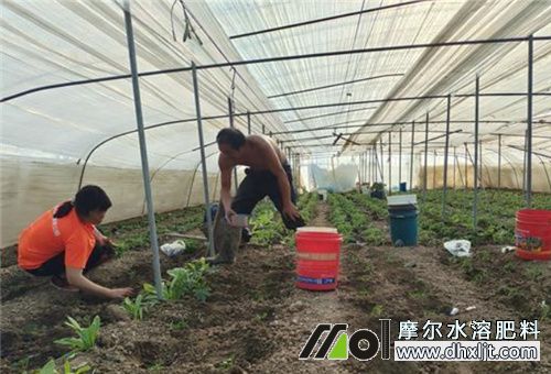 沖施效果好的肥料 沖施效果好的肥料