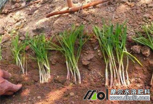 韭菜移栽定植肥 韭菜移栽定植肥