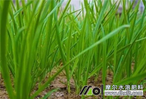 韭菜追肥 韭菜追肥