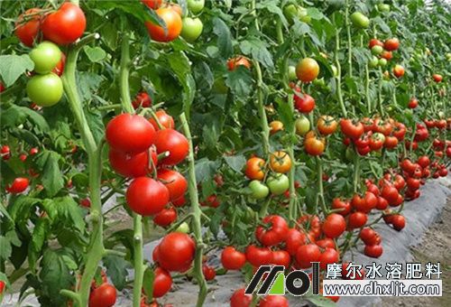 礦源黃腐酸鉀畝用量 礦源黃腐酸鉀畝用量