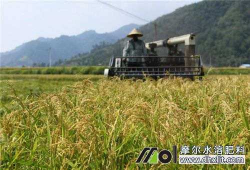 礦源黃腐酸鉀畝用量 礦源黃腐酸鉀畝用量