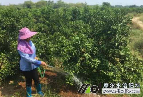 高溫干旱如何施肥 高溫干旱如何施肥