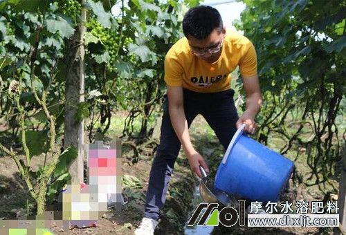 沖施肥如何高效使用 沖施肥如何高效使用